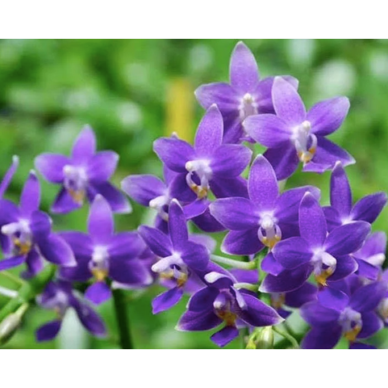 Қызға арналған порно клизма